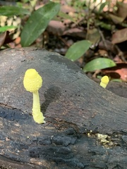Leucocoprinus birnbaumii image