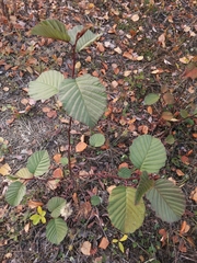 Alnus incana