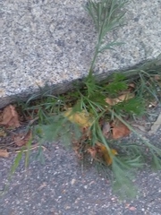 Artemisia campestris