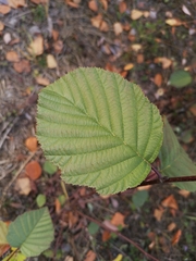 Alnus incana