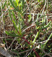 Carpobrotus muirii