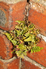 Asplenium adiantum-nigrum