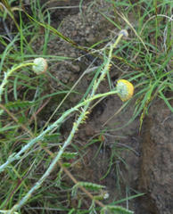 Pentzia