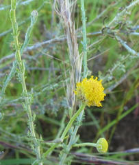 Pentzia