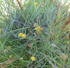 Pentzia