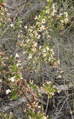 Erica imbricata