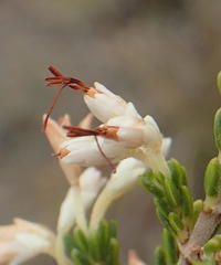 Erica imbricata
