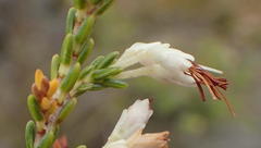 Erica imbricata