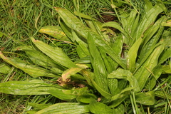 Plantago lanceolata