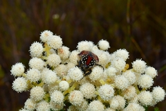 Trichostetha capensis hottentotta