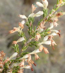 Erica imbricata