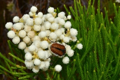 Trichostetha capensis hottentotta