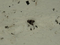 Cobubatha hippotes