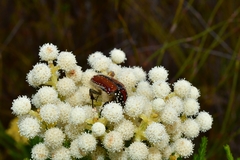 Trichostetha capensis hottentotta