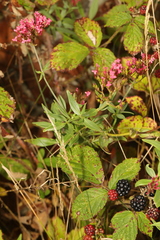 Centranthus ruber