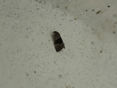 Cobubatha hippotes