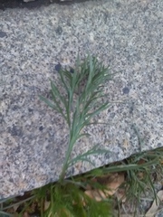 Artemisia campestris