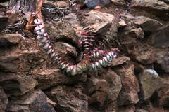 Crassula perforata perforata