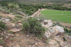 Pegolettia