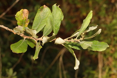 Salix cinerea