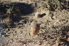 Chersomanes albofasciata albofasciata