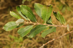 Salix cinerea
