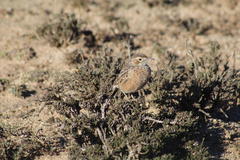Chersomanes albofasciata albofasciata