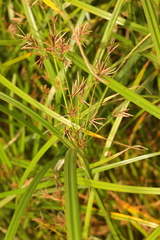 Cyperus longus