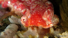 Hexabranchus sanguineus image