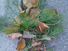 Artemisia campestris