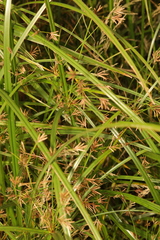 Cyperus longus