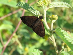 Anastrus sempiternus sempiternus