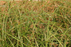 Cyperus longus