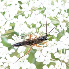 Pimpla annulipes