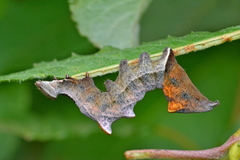 Notodonta