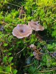 Clitocybe metachroa