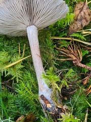 Clitocybe metachroa