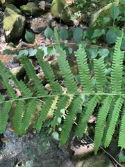 Deparia acrostichoides