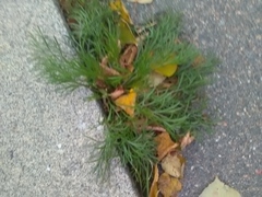 Artemisia campestris