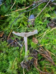 Clitocybe metachroa