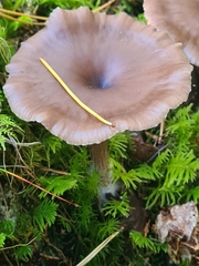Clitocybe metachroa