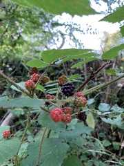 Rubus phoenicolasius