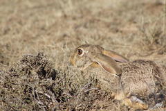 Lepus capensis capensis