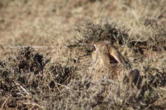 Lepus capensis capensis