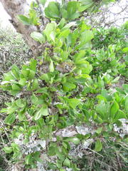 Ehretia rigida rigida