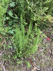 Erica lusitanica