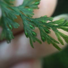 Crepidomanes latealatum