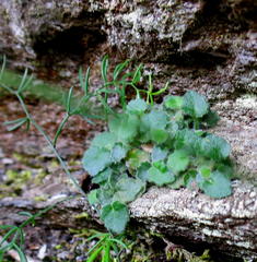 Lobelia ardisiandroides