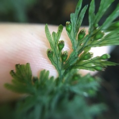 Crepidomanes latealatum