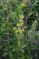 Lysimachia verticillaris